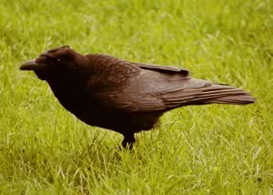 Zwarte kraai in het groene gras